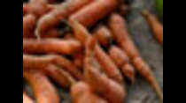 Mercado orgánico